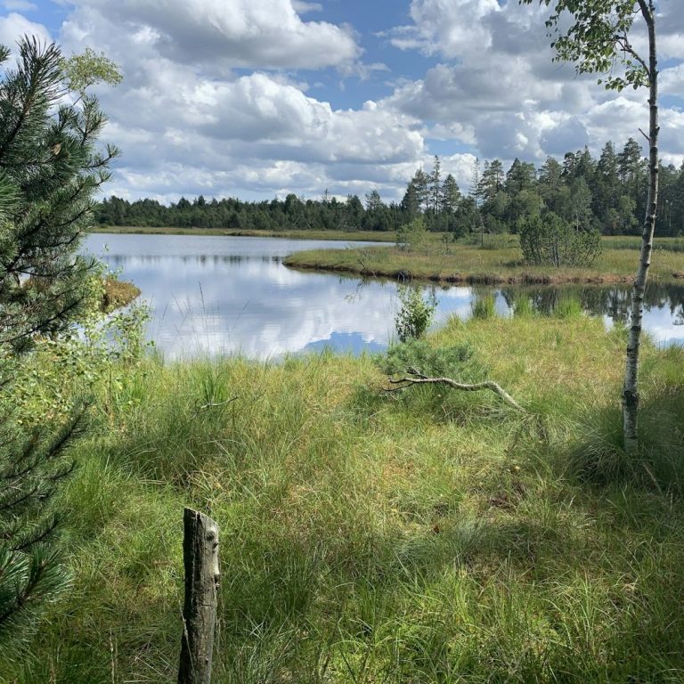 Hochmoor Kaltenbronn Idyllische Landschaft mit einem ruhigen Gewässer und üppigem, grünem Gras.